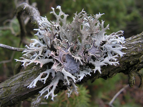 HerbAnatolia